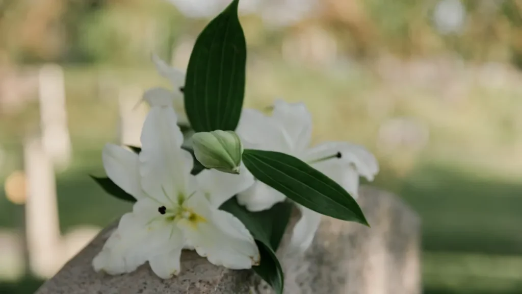 White lilies resting on a stone in a quiet, sunlit memorial garden